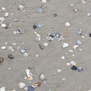 Texel 25 - Muscheln