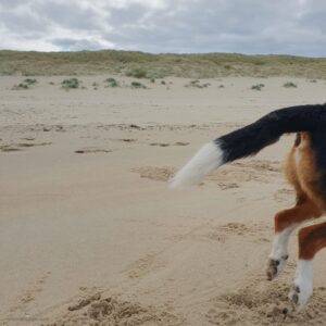 Texel 25 - Hundepo
