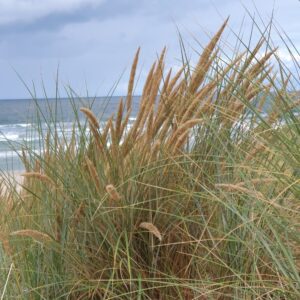 Texel 25 - Dünengras